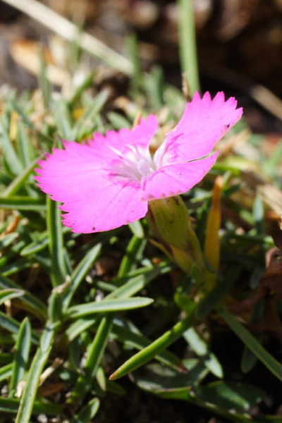 Dianthus pavonius North American Rock Garden Society